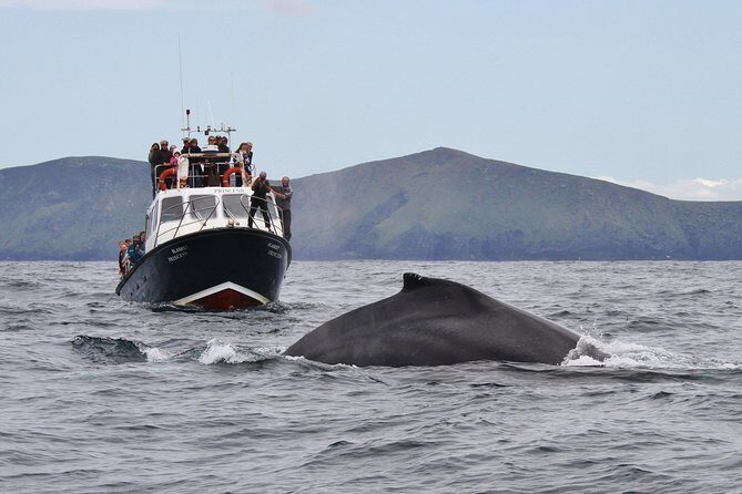 Dolphin and Whale Watching Tour from Dingle - Dingle Bay wildlife, done the practical way from Ventry