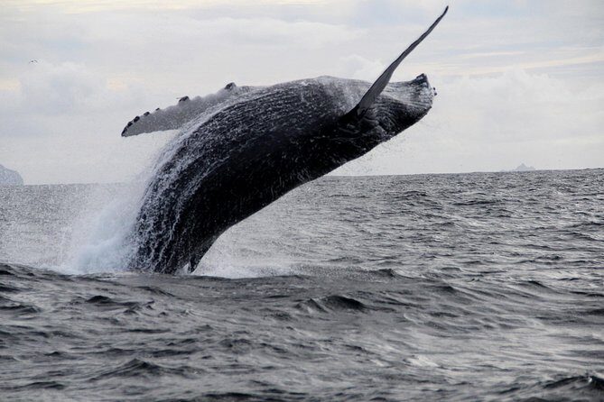 Dolphin and Whale Watching Tour from Dingle - Price, value, and why this isn’t just a ticket price