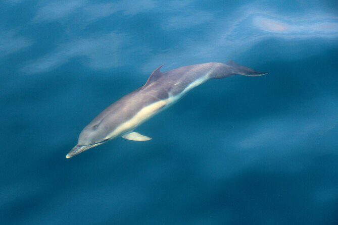 Dolphin & Whale Watching (4hrs) + Blasket Island Landing (3hrs) - From Ventry pier: why the Blasket watch feels personal