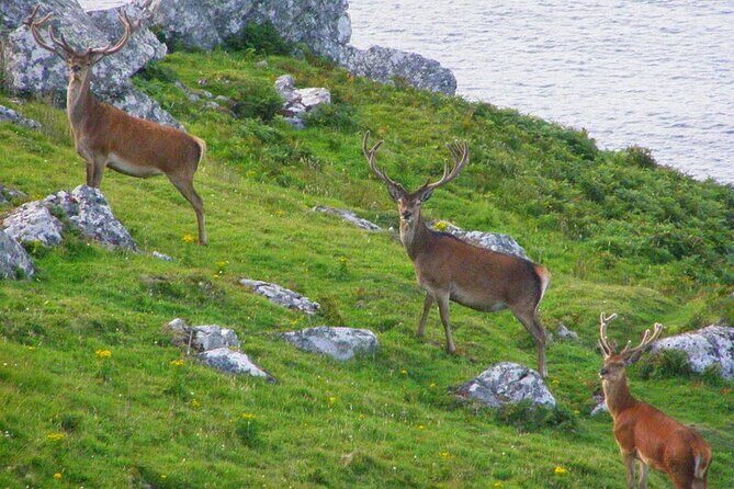 Dolphin & Whale Watching (4hrs) + Blasket Island Landing (3hrs) - What to wear and what to bring for 7 hours of wind and salt