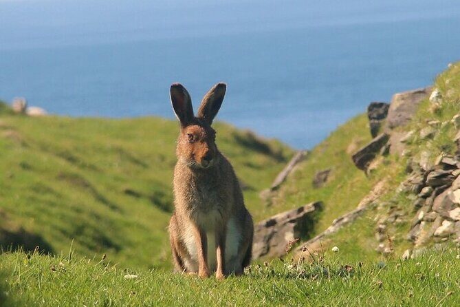 Dolphin & Whale Watching (4hrs) + Blasket Island Landing (3hrs) - Price and value: does $155.43 make sense?