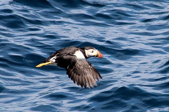 Dolphin & Whale Watching (4hrs) + Blasket Island Landing (3hrs) - Inishvickillane and the puffin “rafts” off Inishvickillaun