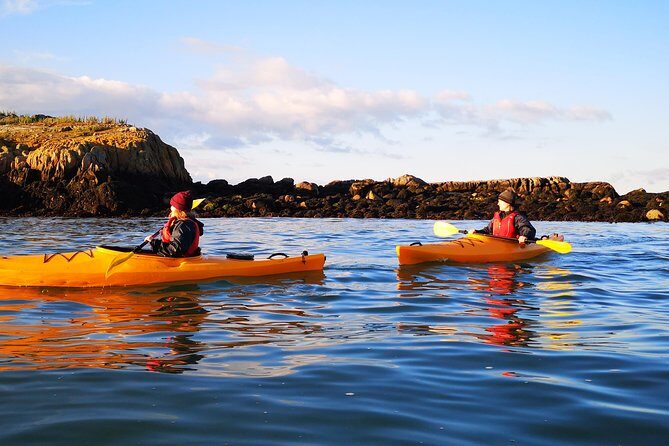 Dublin Bay Seal Kayaking Safari at Dalkey - The seal encounter: close views with safety and respect