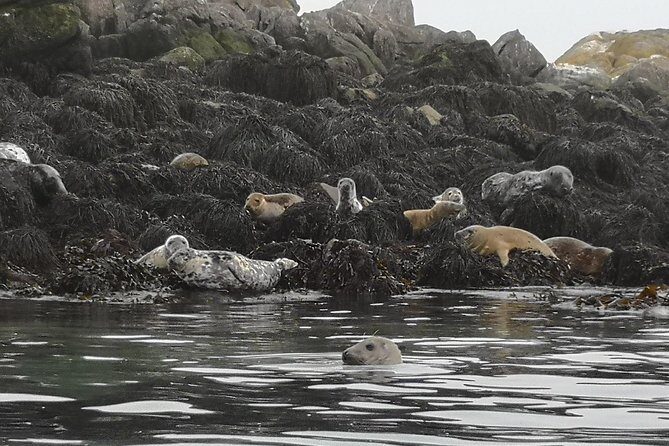 Dublin Bay Seal Kayaking Safari at Dalkey - Price and value: what you’re paying for