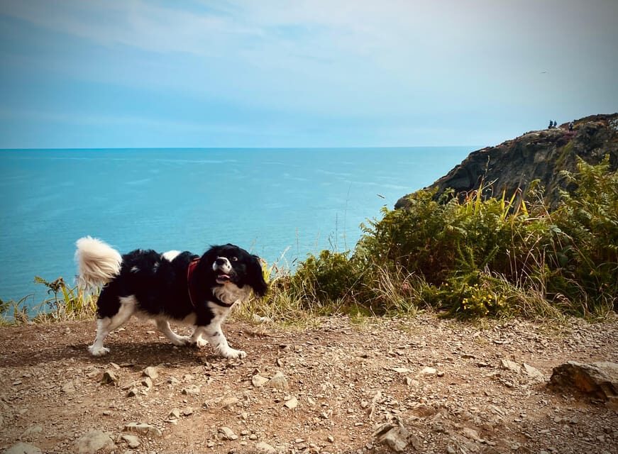 Dublin: Dublin Coastal Hike and Pints & Puppies - Who’s guiding you, and why it changes the whole day