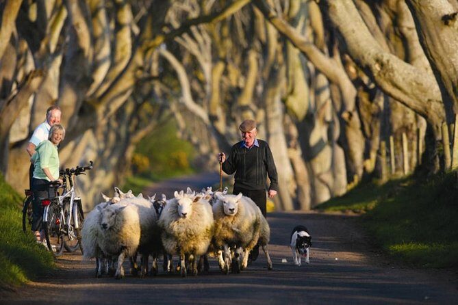 Dublin: Giant's Causeway, Dark Hedges, Dunluce and Belfast Titanic entrance fee - Stop 3: Dark Hedges—why a short stop still feels cinematic