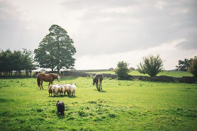 Dublin: Glendalough, Wicklow, Kilkenny and Sheepdog demonstration - Key Highlights You’ll Feel From the First Hour