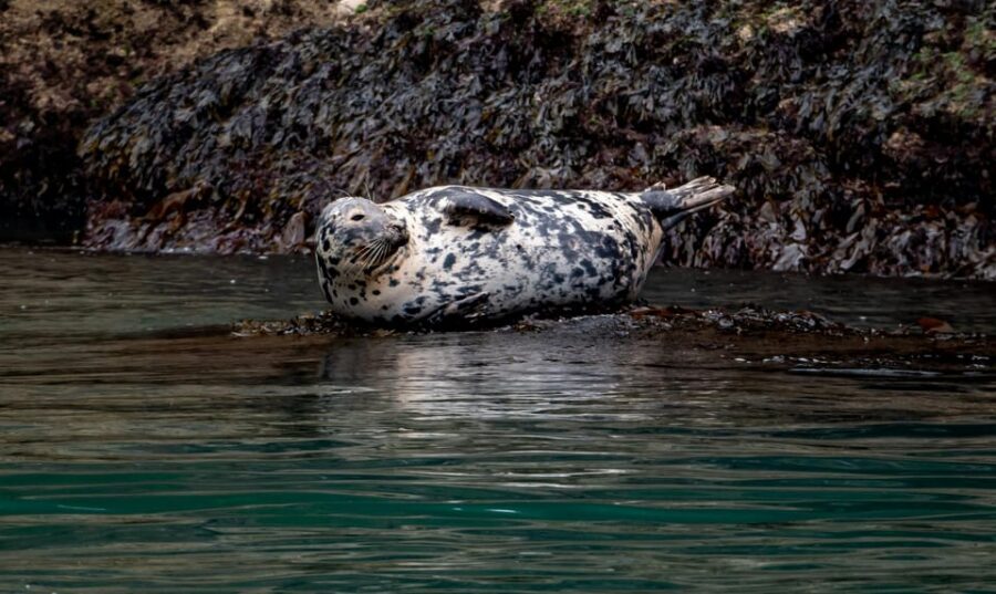 Dublin: History and Wildlife Boat Tour with Live Commentary - Key things to know before you go