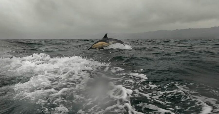 Dublin: History and Wildlife Boat Tour with Live Commentary - Gear and fit: what they give you, and what you should wear