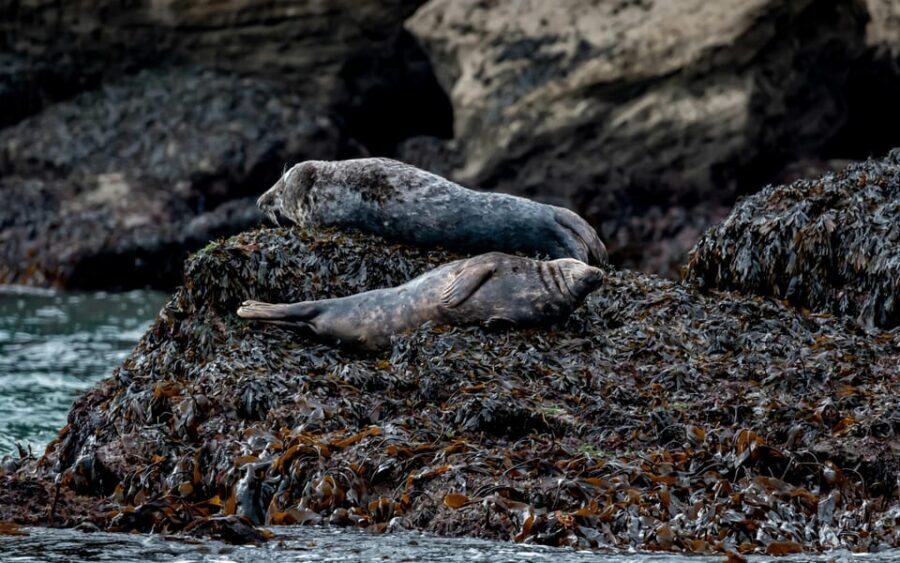 Dublin: History and Wildlife Boat Tour with Live Commentary - Wildlife viewing windows: seals, seabirds, and possible dolphins