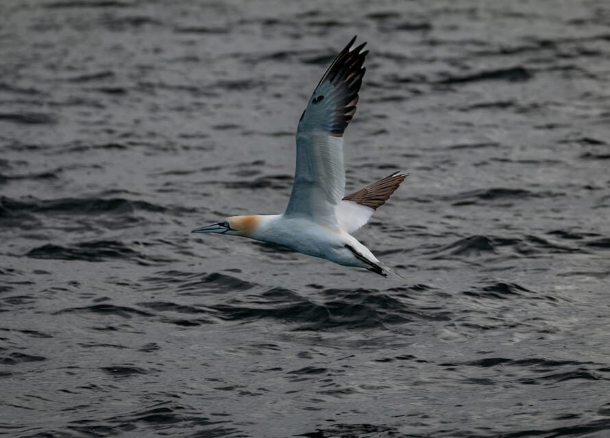 Dublin: History and Wildlife Boat Tour with Live Commentary - Two extra stops on the way back: why the route feels less predictable