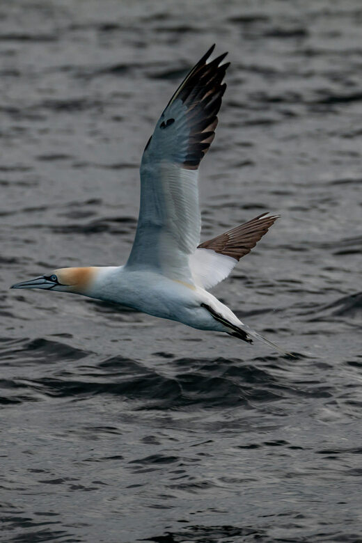 Dublin: History and Wildlife Boat Tour with Live Commentary - Meeting at Goat Boat Tours in Dun Laoghaire: find the yellow flags