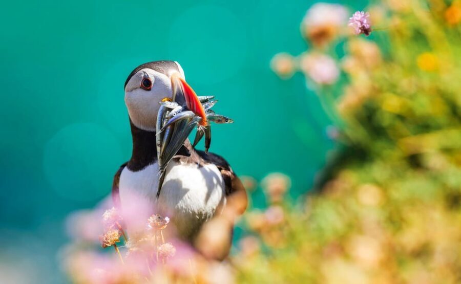 Dublin: Howth Coast and Ireland's Eye Boat Tour - Who this Howth and Ireland’s Eye cruise suits best