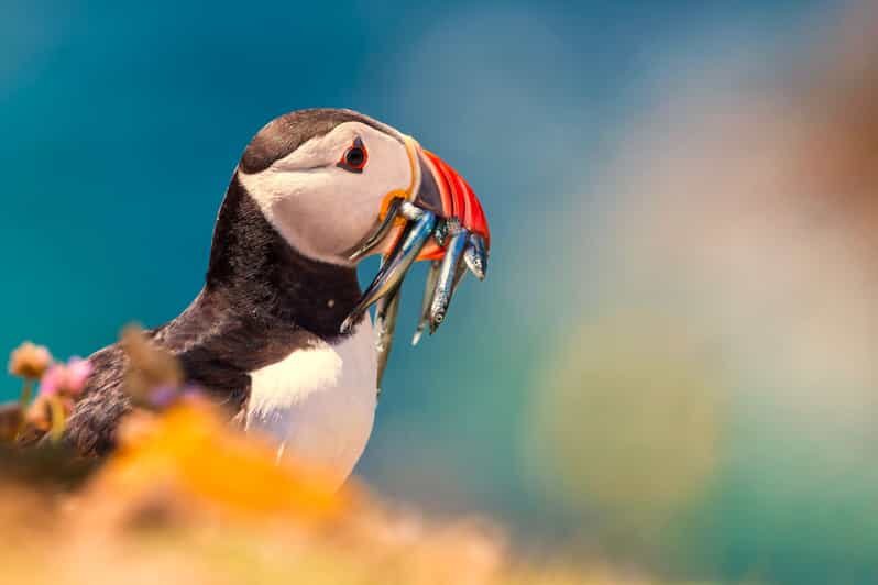 Dublin: Howth Coast and Ireland's Eye Boat Tour - Wildlife viewing in Dublin Bay: seals, birds, and the puffin gamble