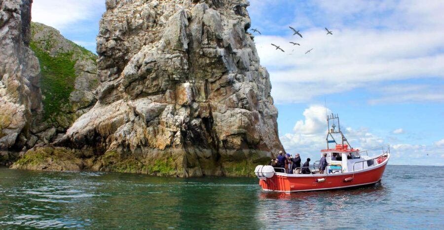 Dublin: Howth Coastal Boat Tour - Wildlife expectations: how to think like a spotter