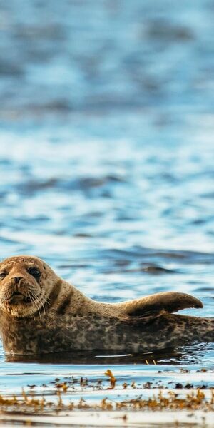 Dublin: Howth Coastal Boat Tour - How this fits your Dublin trip (and who should book it)