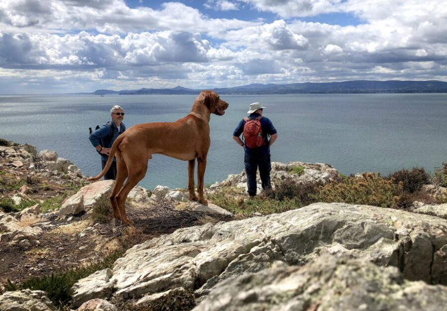 Dublin: Howth Coastal Hiking Tour - Quick hits before you go