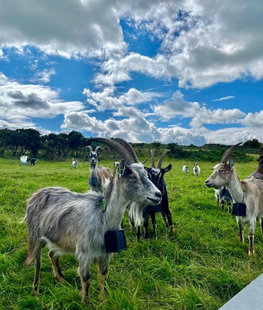 Dublin: Howth Safari Hiking Tour - Doldrum Beach and Jamesons Cove: secret sand, hidden nooks, real stops