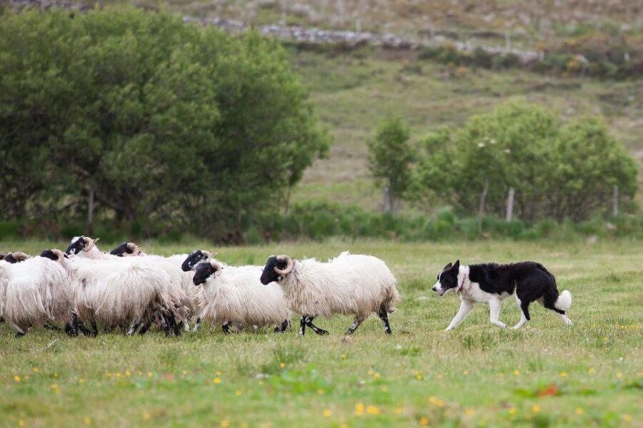 Dublin: Kilkenny, Wicklow & Glendalough Tour & Sheepdog Show - Wicklow Mountains drive: film-country views and a guide with jokes