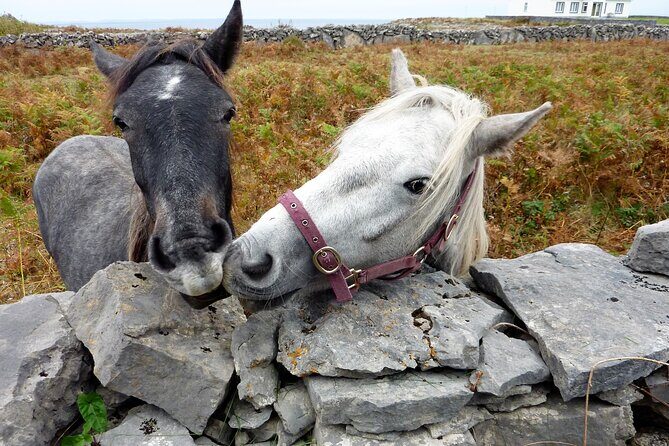 Electric biking on Inishmore island. Aran island. Self-guided. Full day. - Quick practical tips for your day on Inishmore