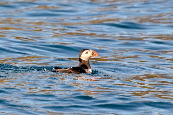 Exhilarating Rib experience - Dingle sea safari - Key highlights to look for