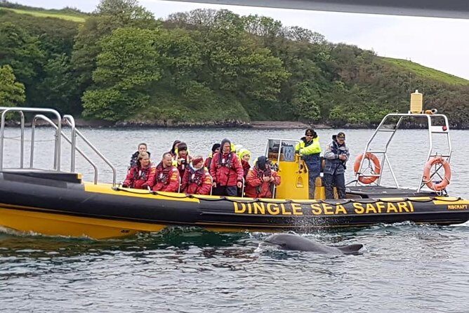 Exhilarating Rib experience - Dingle sea safari - Meeting at The Quay and Getting RIB-Ready Gear