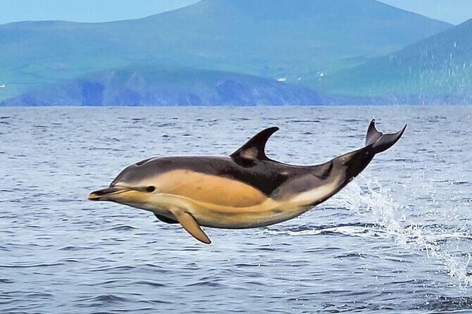 Exhilarating Rib experience - Dingle sea safari - Wildlife Spotting: Seals, Dolphins, and the Chance for Whales