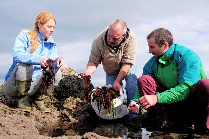 Food, heritage & cultural tour Inishmore, Aran Islands. Guided. - Seals and the north side viewpoint