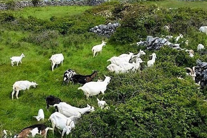 Food, heritage & cultural tour Inishmore, Aran Islands. Guided. - What you’ll miss (and what you’ll still need to plan)