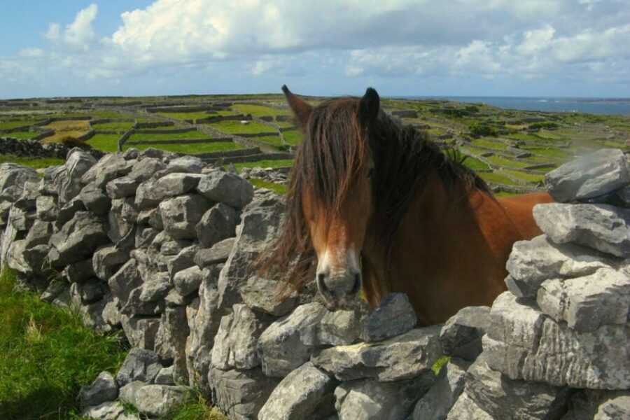 From Cork: 9-Hour Guided Ring of Kerry and Killarney Tour - Iveragh Peninsula Drives: Waterville and Coomakista Stop the Clock