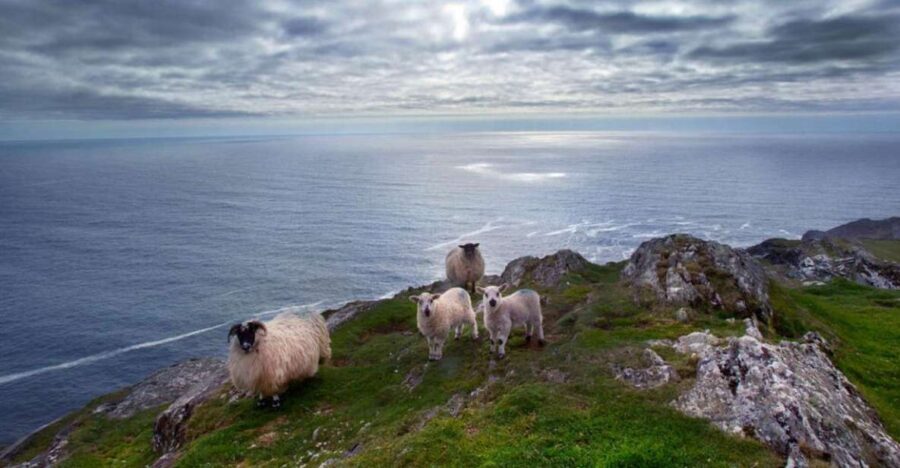 From Cork: Guided Full-Day West Cork to Mizen Head Tour - From Cork’s St Patrick’s Quay to West Cork’s cliff drama