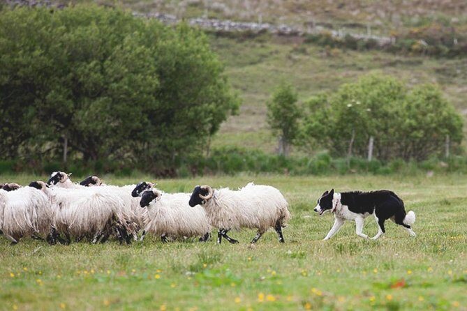 From Dublin: Wicklow, Glendalough, Waterfall & Sheepdog demo - Should you book this Wicklow, Glendalough, waterfall and sheepdog day?