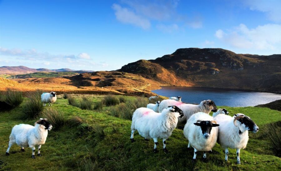 From Galway: Castles of Connemara Full-Day Tour - Oughterard Coffee Break, Quiet Man Bridge, and Connemara Stops