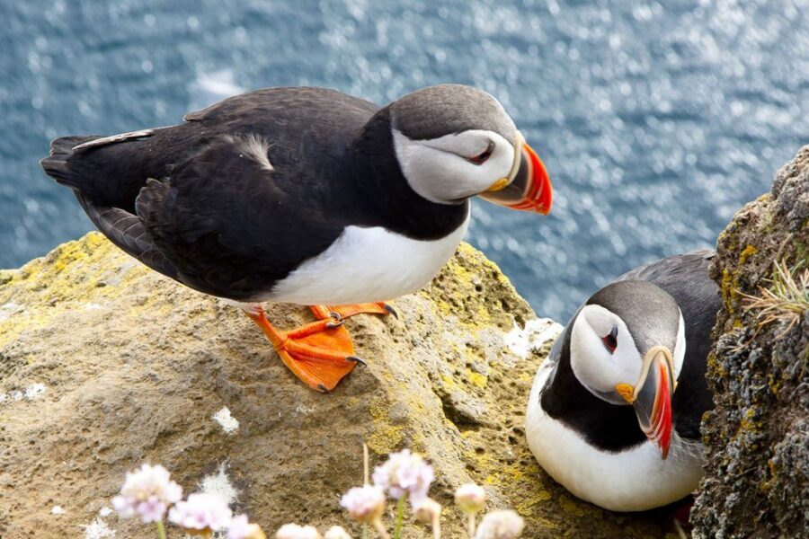 From Galway: Cliffs of Moher Half-Day Express Trip - FAQ