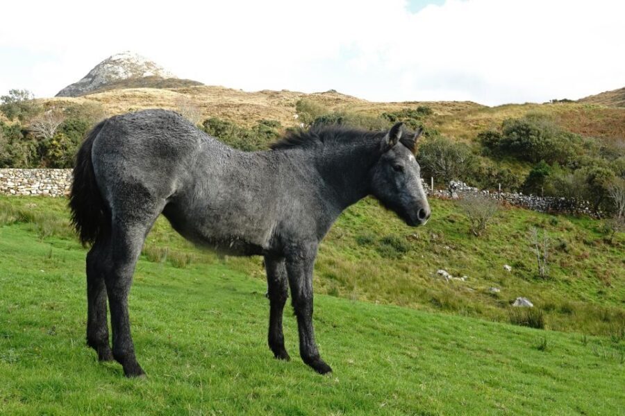 From Galway: Connemara National Park Full Day Tour - Kylemore Abbey: The Pass-By Moment (and What It Means)