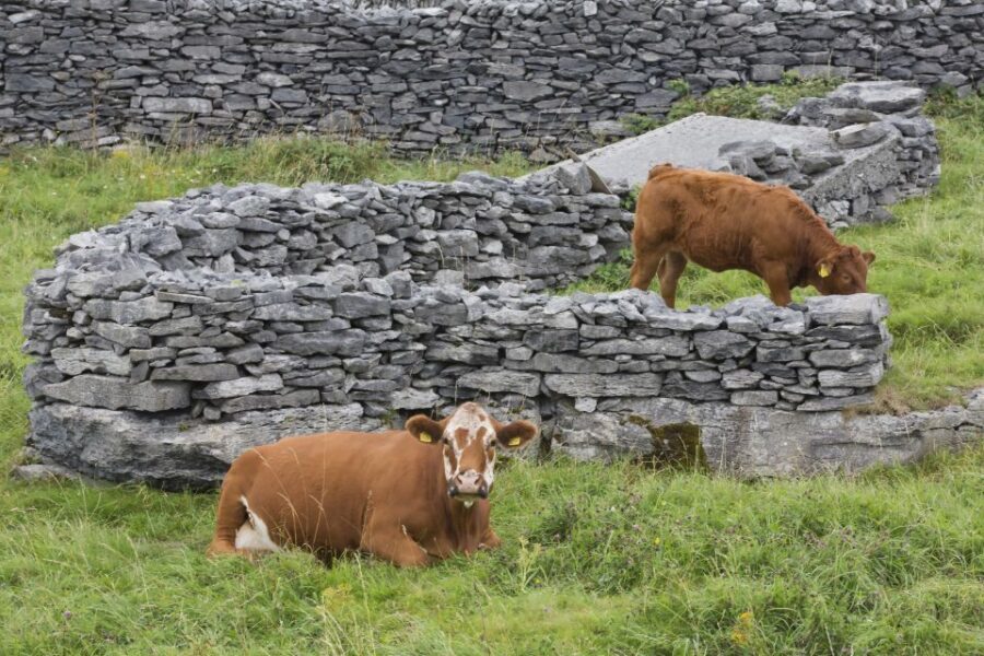 Galway: Cliffs Cruise, Aran Islands & Connemara Day Tour - Cliffs of Moher by Boat: The 45-Minute Sea View That Changes Everything