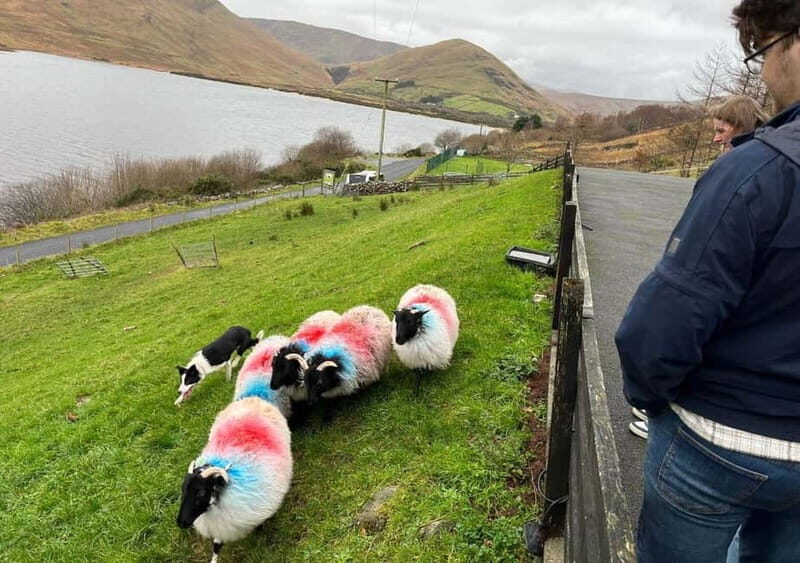 Galway: Connemara, Sheepdog Show and Medieval Castle Tour - From The Hyde Hotel to Connemara’s road-worn beauty