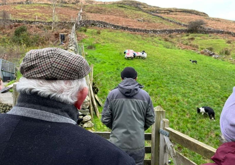 Galway: Connemara, Sheepdog Show and Medieval Castle Tour - Group size, timing, and how the day actually feels