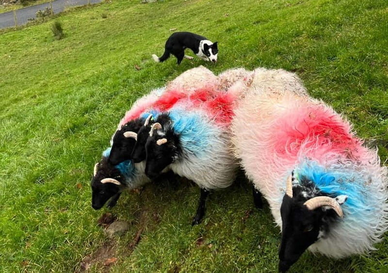 Galway: Connemara, Sheepdog Show and Medieval Castle Tour - What you get for the money: value you can feel