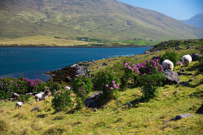 Galway to Connemara National Park Day Tour - Killary Harbour: Why Everyone Talks About the Fjord