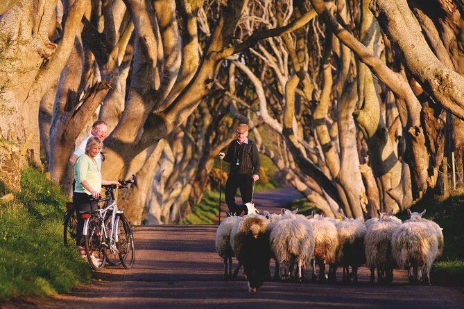 Giant's Causeway Day Tour from Dublin - Giant’s Causeway: 90 Minutes for Columns, Legends, and Real Walking