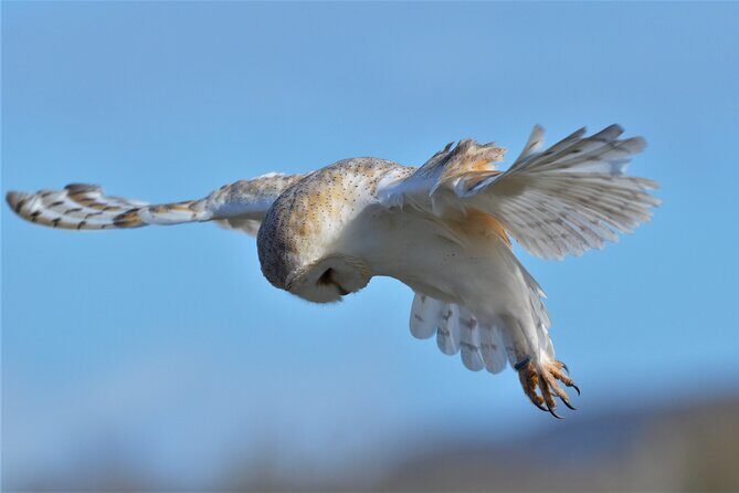 Guided Tour of Aillwee Cave and Visit to the Birds of Prey Centre - Aillwee Burren Cave tour: what the guide actually makes you notice