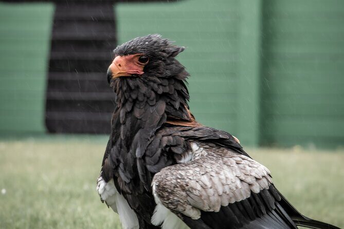 Guided Tour of Aillwee Cave and Visit to the Birds of Prey Centre - Price and value: is $30.95 per person worth it?