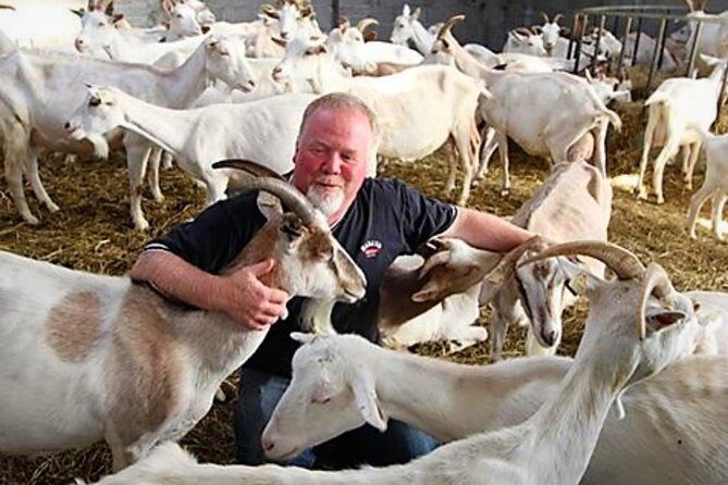 History & cultural tour of Inishmore, Aran Islands. Galway. Private. 2 ½ hours - Aran Island Goat Cheese Company: goats, tasting, and real island food culture