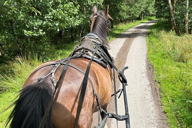 Horse-Drawn Carriage Tours in Killarney - Ross Castle: The Photo Stop With the Big Payoff