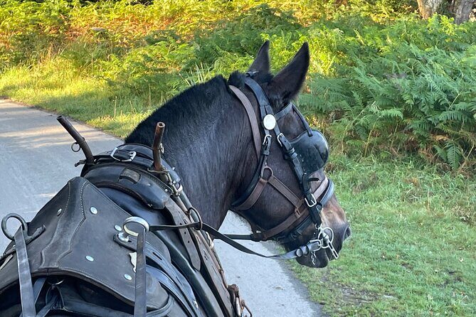 Horse-Drawn Carriage Tours in Killarney - Where You Meet (and How Easy It Is to Start)