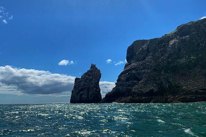 Howth Cliffs and Ireland's Eye Ferry Boat Tour - Wildlife spotting tips that actually help