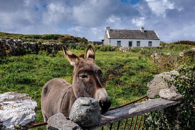 Inis Mór (Aran Islands) Day Trip: Return Ferry from Rossaveel, Galway - The ferry ride itself: what comfort looks like in 40 minutes