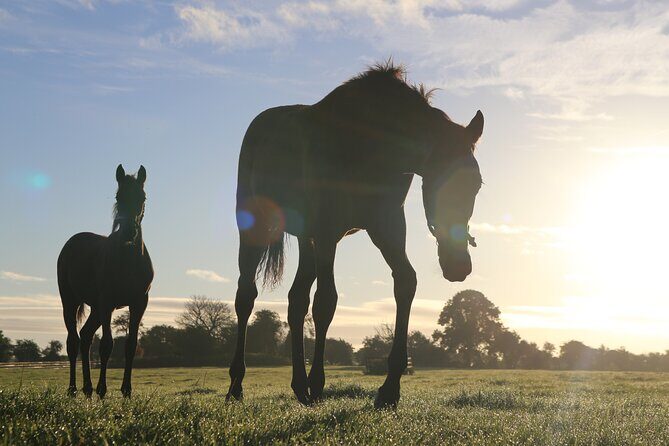 Irish National Stud & Gardens Skip the line Entrance - Key things I’d zero in on before you go