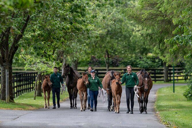 Irish National Stud & Gardens Skip the line Entrance - Getting there: Dublin is easy, but Kildare needs a plan